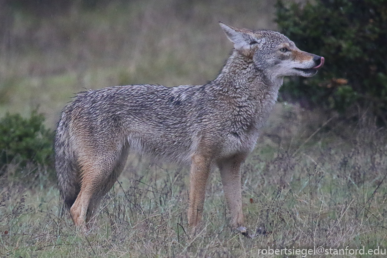 jasper ridge - coyote